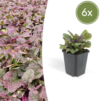 6x Ajuga reptans 'Burgundy Glow' Bodendecker (10-25cm, Ø9cm)