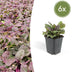 6x Ajuga reptans 'Burgundy Glow' Bodendecker (10-25cm, Ø9cm) Bild 1