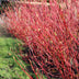 Cornus Sibirica 'Rote Zweige' – Easy-Care Shrub for Color in the Garden Bild 5