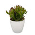 Crassula Ovata - Geldbaum - Grün - Sukkulente/Kaktus - incl. witte pot - Ø12cm Bild 2