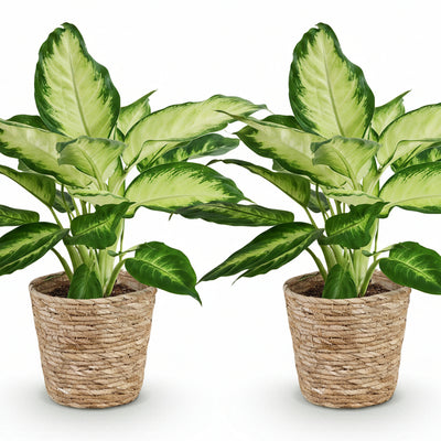 Green boutiQ - Zimmerpflanzen - Dieffenbachia Camilla - Dieffenbachia - Wenig Pflege - mit Korb - Bunt - 2 Pflanzen - Topf 17cm - Höhe 45-50cm