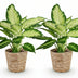 Green boutiQ - Zimmerpflanzen - Dieffenbachia Camilla - Dieffenbachia - Wenig Pflege - mit Korb - Bunt - 2 Pflanzen - Topf 17cm - Höhe 45-50cm Bild 2