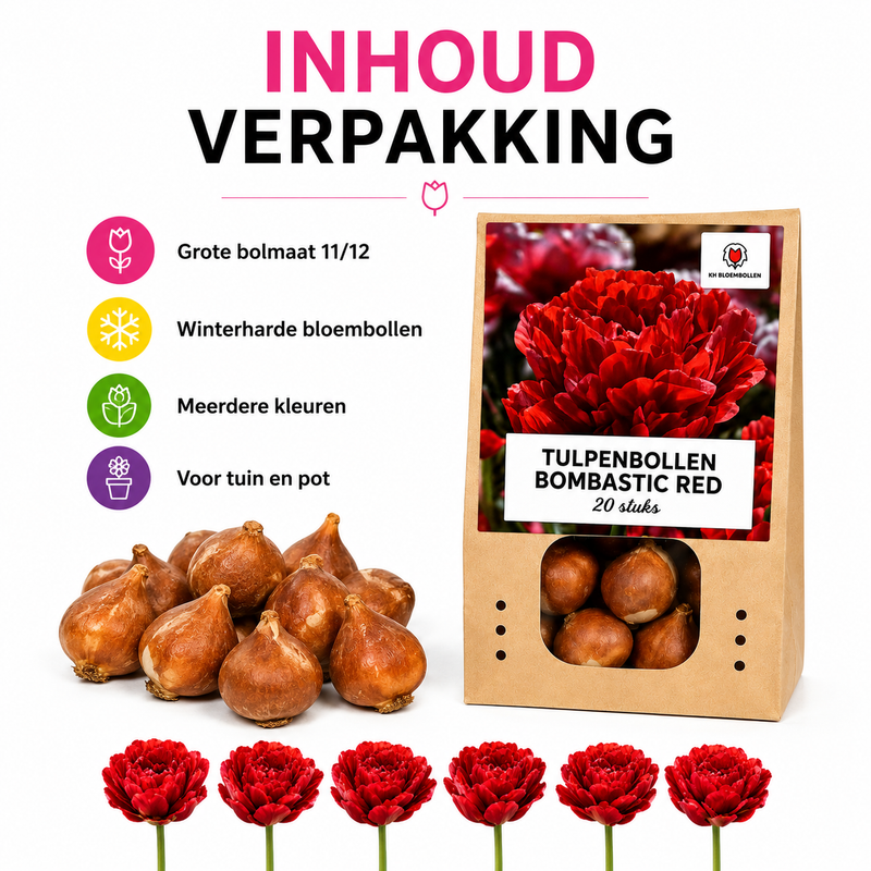 Tulpenzwiebeln Bombastic Red – 20 Stück | KH Bloembollen® | Rote Pfingsttulpe – Doppelt blühend & luxuriös – Für Garten oder Topf – Größe 11/12 – Frisch vom Züchter!
