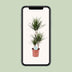 Dragon Tree Dracaena Marginata, easy-care, 115 cm houseplant Bild 5