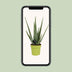 Aloe Vera Pflanze – Ø12cm Topf, 45cm Höhe, für sonnige Standorte Bild 5