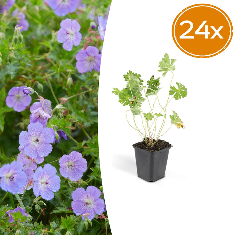 24x Geranium Rozanne (10-25cm) - Robust Perennial for Long-Lasting Blooms