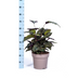 Calathea Ornata Sanderiana, Ø27cm, 60-80cm hoch Bild 2