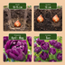 96x Tulipa Double Lilac: Üppige gefüllte lila Frühlings-Tulpen Bild 4
