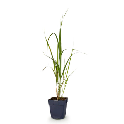 Molinia arund. Karl Foerster - Rohrglanzgras - 1 Pflanze, Topf 11cm