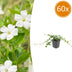 60x Vinca minor 'Alba' Bodendecker - Weiß blühend, 10-25cm Bild 1