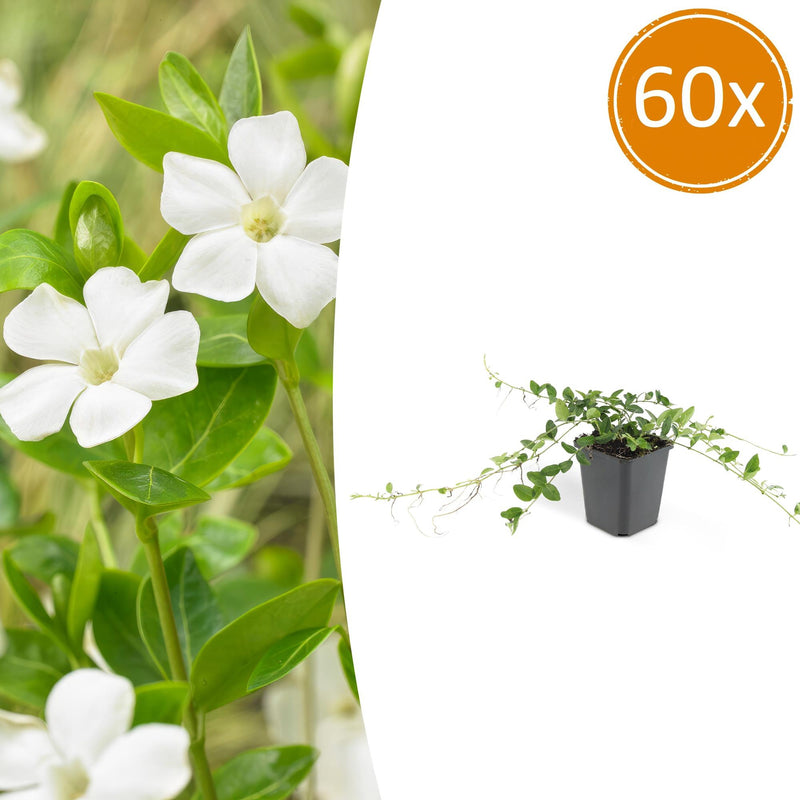 60x Vinca minor 'Alba' Bodendecker - Weiß blühend, 10-25cm
