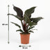 Philodendron Imperial Red Houseplant, 60cm, 19cm pot Bild 3