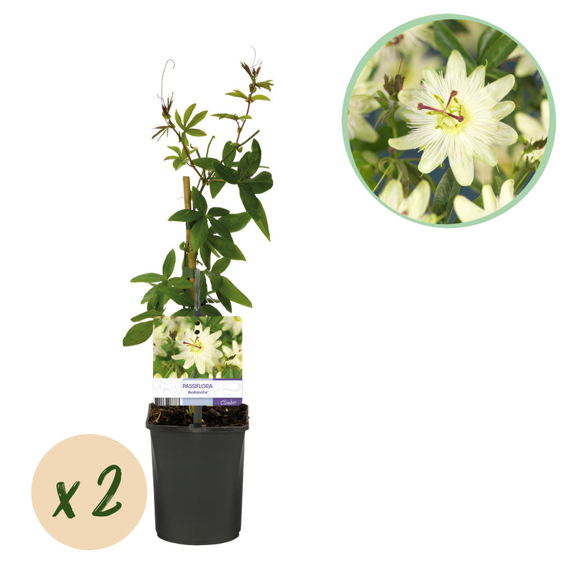 GreenboutiQ Passionsblume 'Avalanche' - Weiße Blüte, pflegeleicht, 2x Topf 11cm