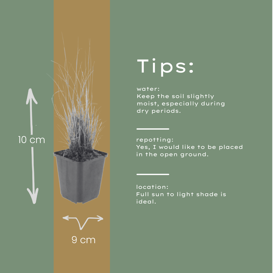 12x Diamantgras (Calamagrostis brachytricha) 10-25cm, Ø9cm