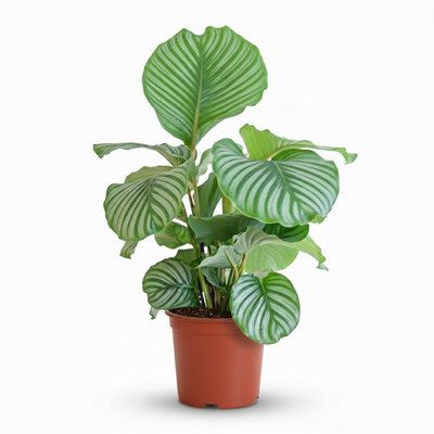 Calathea Orbifolia - Zimmerpflanze mit breiten Blättern, Topf 21cm