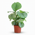Calathea Orbifolia - Zimmerpflanze mit breiten Blättern, Topf 21cm Bild 1