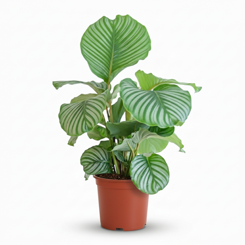Calathea Orbifolia - Zimmerpflanze mit breiten Blättern, Topf 21cm