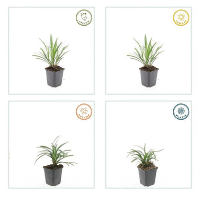 6x Liriope muscari 'Ingwersen' - 10-25cm - Ø9cm