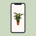 Spathiphyllum Bellini - Friedenslilie Ø24cm H100cm Bild 5