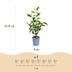 Green boutiQ - 40x Prunus lusitanica Angustifolia - Portugiesischer Lorbeer - Heckenpflanzen - Immergrün - Grün - Topf 9cm - Höhe 25-35cm Bild 4