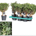 Polyscias Hawaiiana Ming Gold Bonsai - Ø14cm, ↕40cm Bild 3