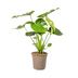 Monstera Deliciosa Tauerii Ø19cm - ↕70 - 90cm Bild 1