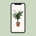 Dracaena Fragrans Steudneri Grün im 17cm Topf, 55cm Höhe Bild 5