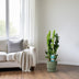 ZZ Plant Lucky Feather 65 cm, easy to care for & robust Bild 3
