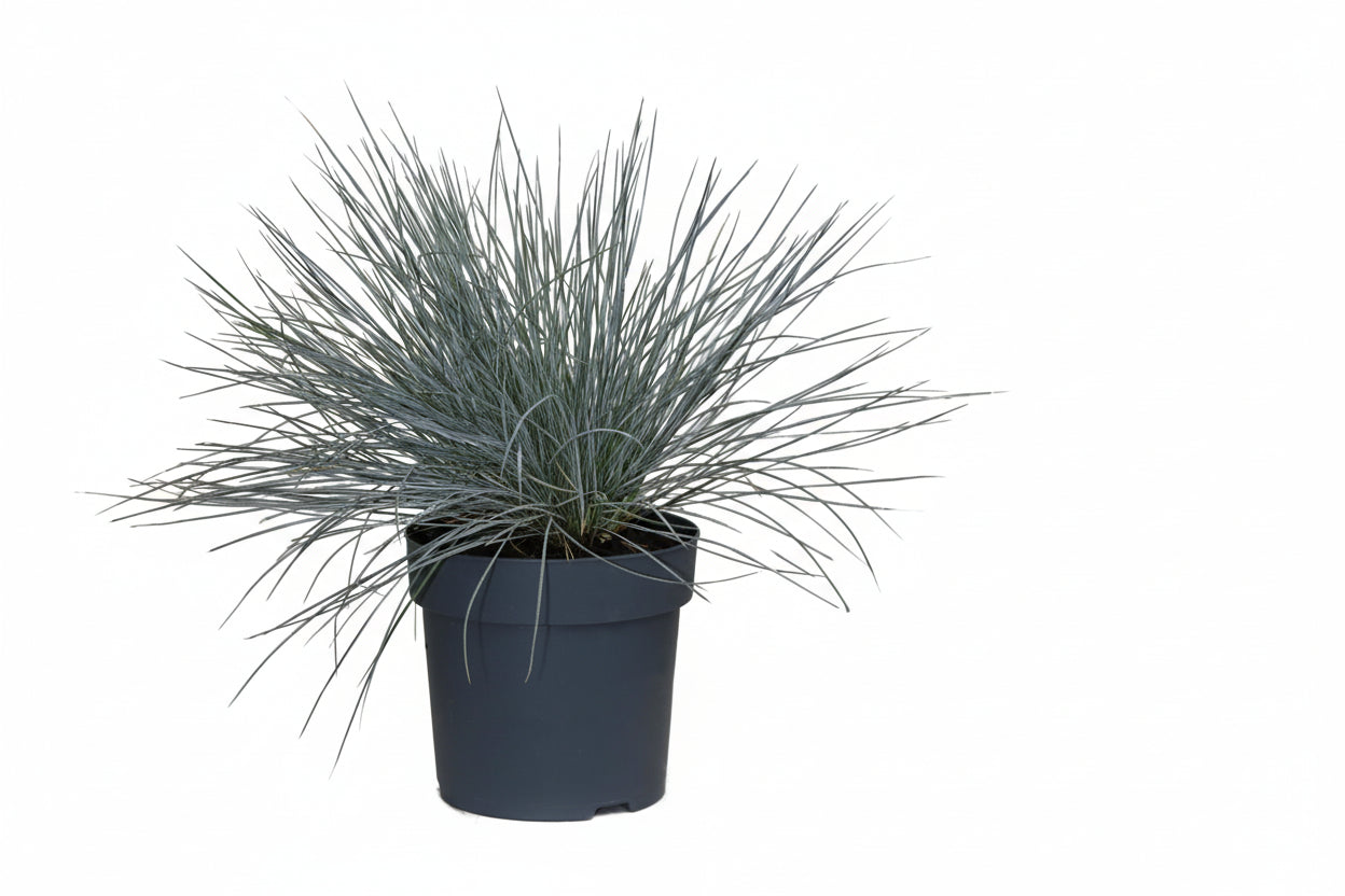 Dracaena surculosa