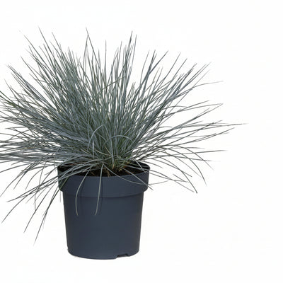 Festuca glauca Azura Blue - Blauschwingel im Ø14 Topf, 30cm hoch