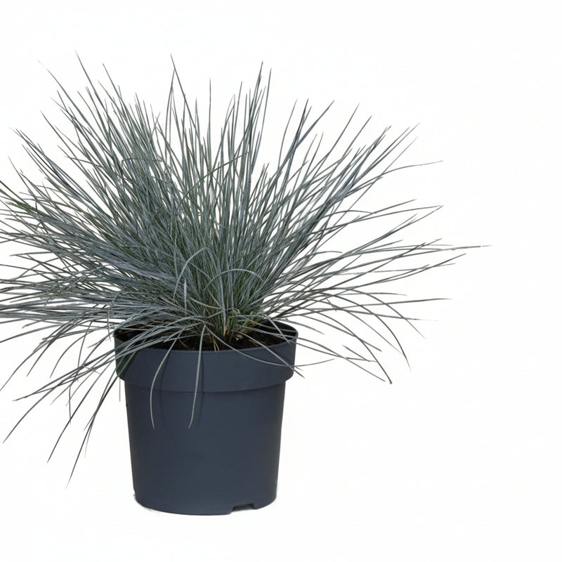 Festuca glauca Azura Blue - Blauschwingel im Ø14 Topf, 30cm hoch