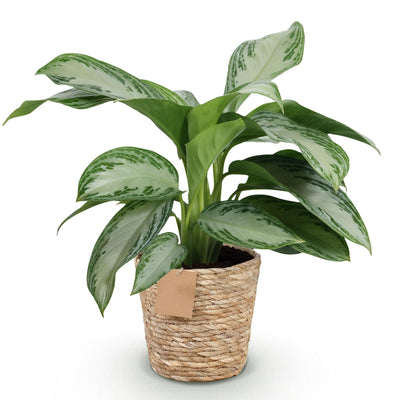 Aglaonema Silver Bay Zimmerpflanze im 17cm Topf, Höhe 70-75cm