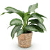Aglaonema Silver Bay Zimmerpflanze im 17cm Topf, Höhe 70-75cm Bild 2