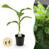 Musa Basjoo Banana Plant - Winter Hardy - 4 Plants in a 17cm Pot Bild 1