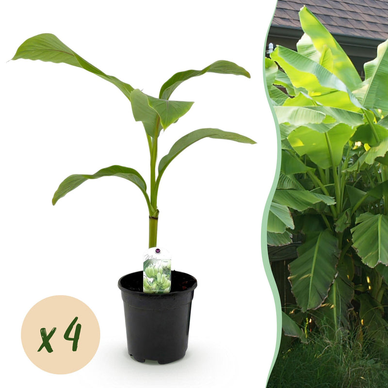 Musa Basjoo Banana Plant - Winter Hardy - 4 Plants in a 17cm Pot