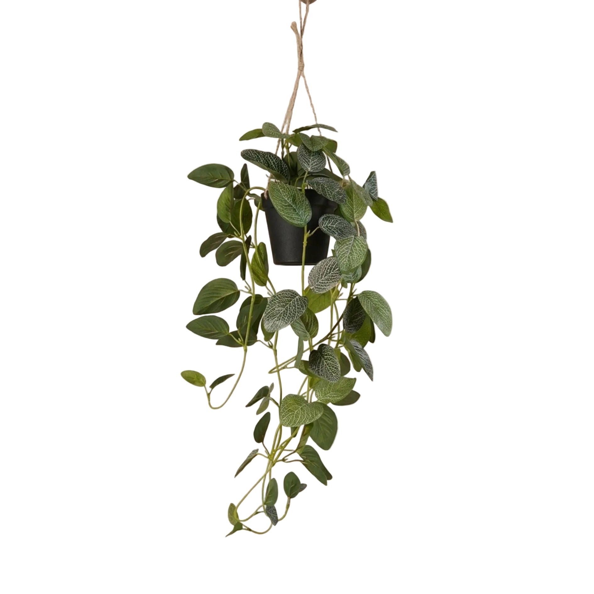 Fittonia - hangplant in pot - 70 cm - Kunstplant