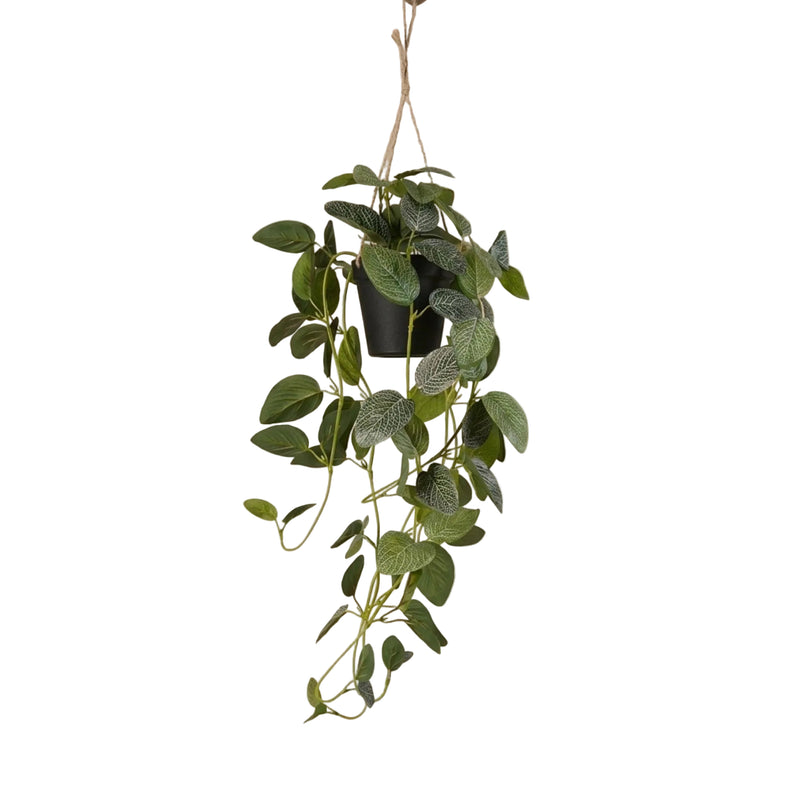 Fittonia Kunstpflanze Hängend, 70cm, Schwarz Topf