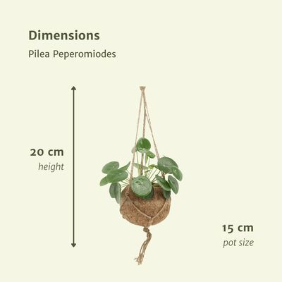 2x Kokodama Pilea Peperomioides 'Pfannkuchenpflanze' - ø15 cm