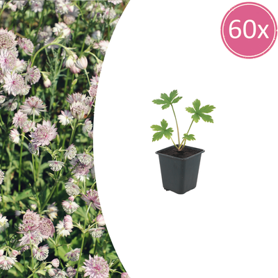 60x Astrantia major Sterndolde - 10-25cm - Topf Ø9cm
