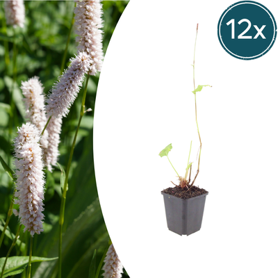 12x Persicaria bistorta 'Superba' - 10-25cm, 9cm Topf