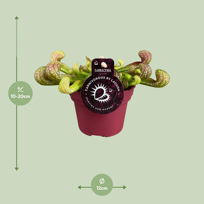 Sarracenia Psittacina - Kannenpflanze Ø12cm, Höhe 13cm