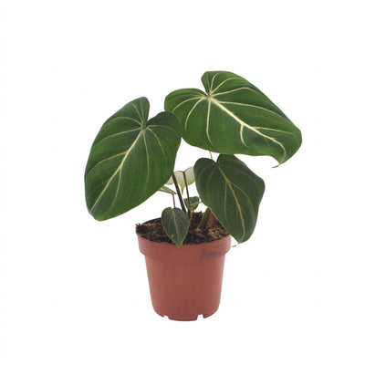 Green boutiQ - Philodendron Gloriosum - Gloriosum Philodendron - 1 Plant - Topf 12cm - Höhe - 25cm