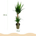 Green boutiQ - Zimmerpflanze - Yucca elephantipes - Yucca - Wenig Pflege - Grün - 1 - Topf 19cm - Höhe 95cm Bild 3