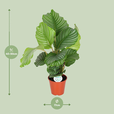 Calathea Orbifolia Ø17cm - ↕60cm - Silberne Blattmuster