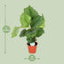 Calathea Orbifolia Ø17cm - ↕60cm - Silver Leaf Patterns Bild 2