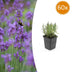 60x Lavendel 'Munstead' - 10-25cm - Ø9cm - Winterhart & Duftend Bild 1