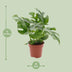 Monstera Minima Zimmerpflanze, Ø12cm, ca. 25cm hoch, pflegeleicht Bild 2