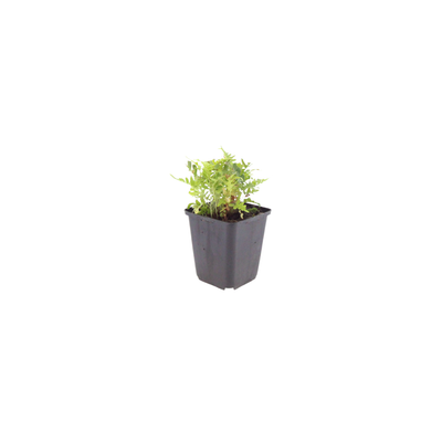 48x Echter Zottenfarn (Polypodium vulgare) - 10-25cm