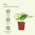 Epipremnum Marble Queen 4er-Set Topf Ø12cm Bild 3