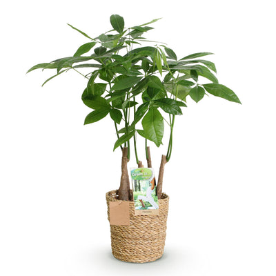 Pachira Aquatica Mehrstamm Geldbaum (Topf 17cm, 50-55cm) mit Korb